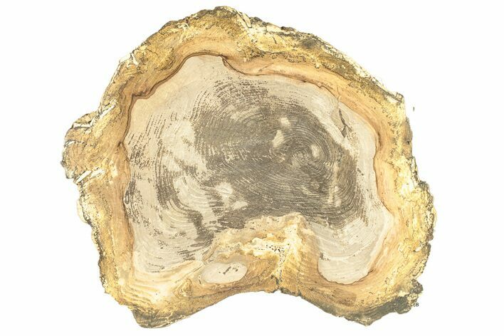 Polished Petrified Wood Round - Sweet Home, Oregon #257815